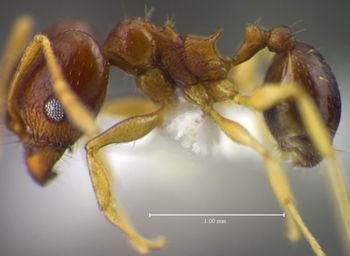 Media type: image;   Entomology 34321 Aspect: habitus lateral view